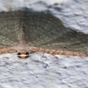 Poecilasthena pulchraria at Melba, ACT - 22 Dec 2020