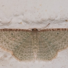 Poecilasthena pulchraria at Melba, ACT - 22 Dec 2020