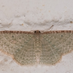 Poecilasthena pulchraria at Melba, ACT - 22 Dec 2020 12:01 AM