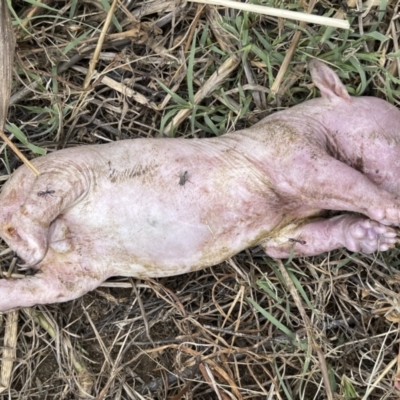 Vombatus ursinus (Common wombat, Bare-nosed Wombat) at Uriarra Recreation Reserve - 7 Jan 2021 by CedricBear