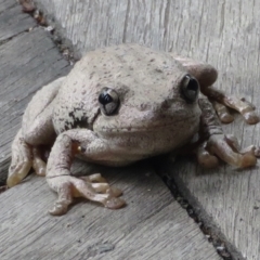 Litoria peronii (Peron's Tree Frog, Emerald Spotted Tree Frog) at Wandella, NSW - 17 Dec 2020 by RobParnell