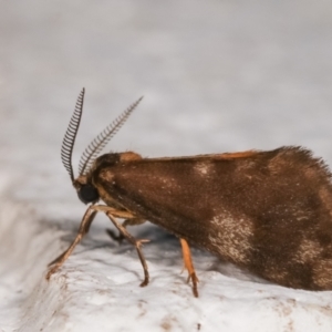 Anestia (genus) at Melba, ACT - 22 Dec 2020 12:03 AM