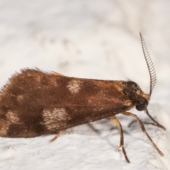 Anestia (genus) at Melba, ACT - 22 Dec 2020 12:03 AM