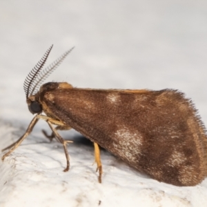 Anestia (genus) at Melba, ACT - 22 Dec 2020 12:03 AM