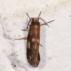 Anestia (genus) at Melba, ACT - 22 Dec 2020 12:03 AM