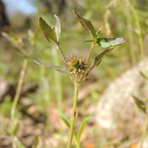 Opercularia hispida at Conder, ACT - 3 Nov 2020