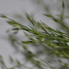 Juncus bufonius at Wamboin, NSW - 22 Oct 2020