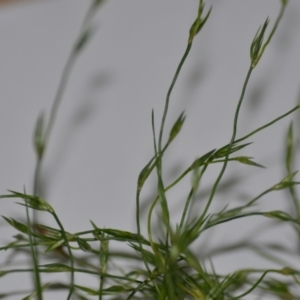 Juncus bufonius at Wamboin, NSW - 22 Oct 2020