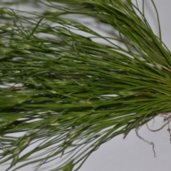 Juncus bufonius at Wamboin, NSW - 22 Oct 2020