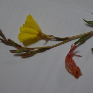 Oenothera stricta subsp. stricta at Sutton, NSW - 24 Oct 2020