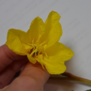 Oenothera stricta subsp. stricta at Sutton, NSW - 24 Oct 2020