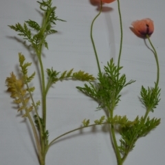 Papaver dubium at Sutton, NSW - 24 Oct 2020