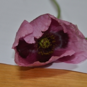 Papaver somniferum at Sutton, NSW - 24 Oct 2020