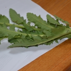 Papaver somniferum at Sutton, NSW - 24 Oct 2020