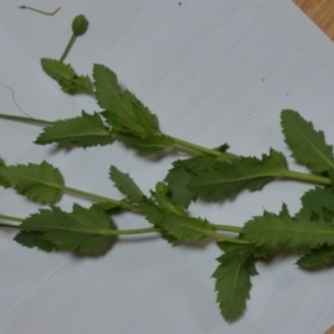 Papaver somniferum at Sutton, NSW - 24 Oct 2020