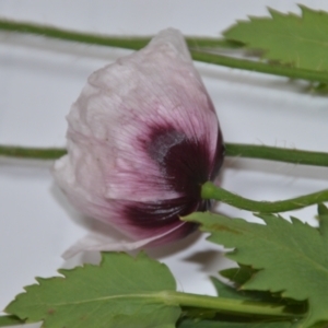 Papaver somniferum at Wamboin, NSW - 24 Oct 2020