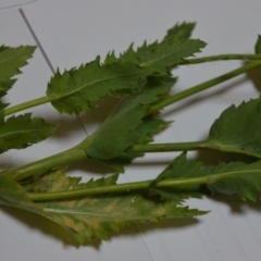 Papaver somniferum at Wamboin, NSW - 24 Oct 2020