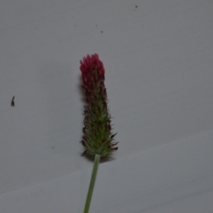 Trifolium incarnatum at Kowen, ACT - 24 Oct 2020