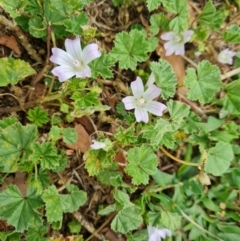 Malva neglecta (Dwarf Mallow) at Mount Ainslie to Black Mountain - 8 Jan 2021 by Mike