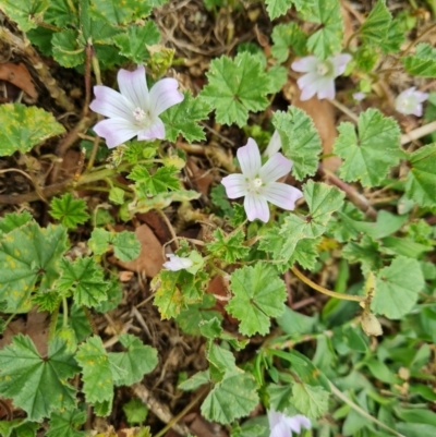 Malva neglecta (Dwarf Mallow) at Parkes, ACT - 8 Jan 2021 by Mike