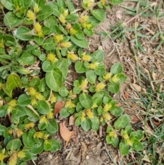 Alternanthera pungens (Khaki Weed) at Parkes, ACT - 8 Jan 2021 by Mike