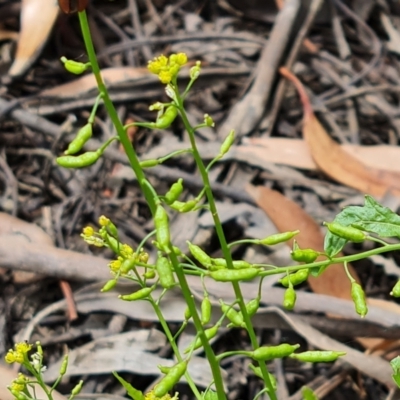 Rorippa palustris (Marsh Watercress) at Parkes, ACT - 8 Jan 2021 by Mike