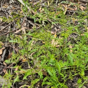 Rorippa palustris at Parkes, ACT - 8 Jan 2021 12:33 PM