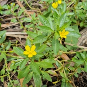 Ludwigia peploides subsp. montevidensis at Parkes, ACT - 8 Jan 2021