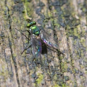 Dolichopodidae (family) at Acton, ACT - 6 Jan 2021