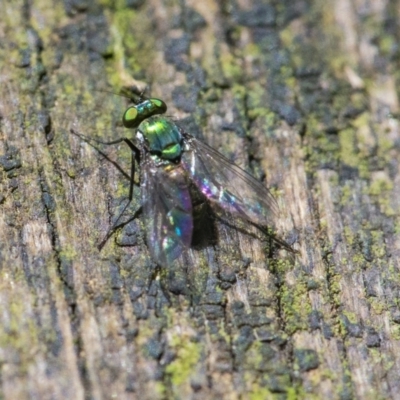 Dolichopodidae (family) (Unidentified Long-legged fly) at ANBG - 6 Jan 2021 by WHall