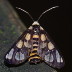 Amata (genus) (Handmaiden Moth) at ANBG - 6 Jan 2021 by WHall