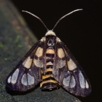 Amata (genus) (Handmaiden Moth) at Acton, ACT - 6 Jan 2021 by WHall
