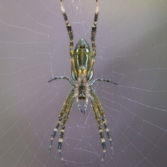 Plebs bradleyi (Enamelled spider) at ANBG - 6 Jan 2021 by WHall