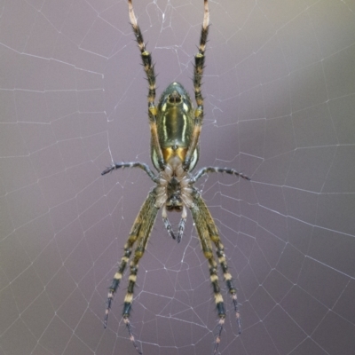 Plebs bradleyi (Enamelled spider) at Acton, ACT - 6 Jan 2021 by WHall