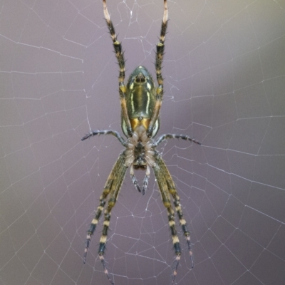 Plebs bradleyi (Enamelled spider) at ANBG - 6 Jan 2021 by WHall