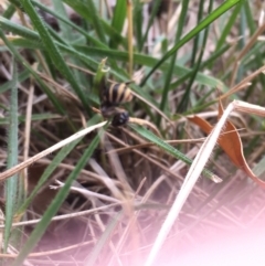 Entomophthora sp. (genus) (Puppeteer Fungus) at Curtin, ACT - 1 Jan 2021 by Tapirlord