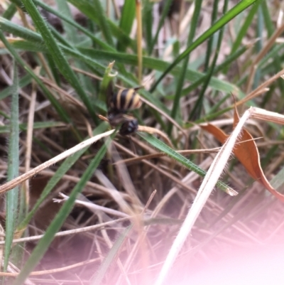 Entomophthora sp. (genus) (Puppeteer Fungus) at Curtin, ACT - 1 Jan 2021 by Tapirlord