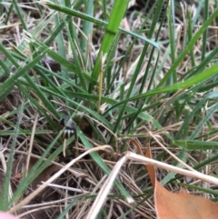 Entomophthora sp. (genus) at Curtin, ACT - 1 Jan 2021