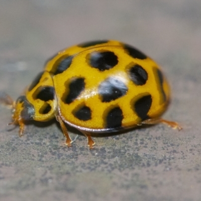 Harmonia conformis (Common Spotted Ladybird) at Acton, ACT - 6 Jan 2021 by WHall