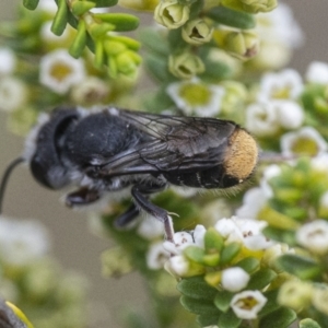 Megachile ferox at Acton, ACT - 6 Jan 2021 02:03 PM