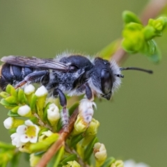 Megachile ferox at Acton, ACT - 6 Jan 2021 02:03 PM