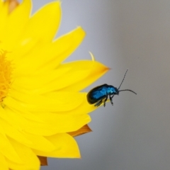 Altica sp. (genus) (Flea beetle) at Acton, ACT - 6 Jan 2021 by WHall