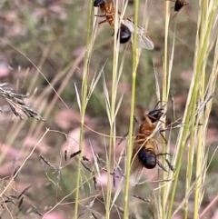 Camponotus consobrinus at Yarralumla, ACT - 3 Jan 2021