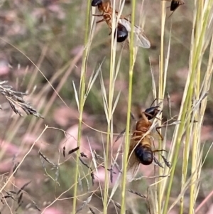 Camponotus consobrinus at Yarralumla, ACT - 3 Jan 2021