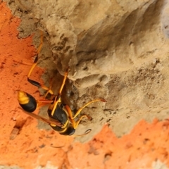 Sceliphron laetum (Common mud dauber wasp) at Wodonga, VIC - 6 Jan 2021 by KylieWaldon