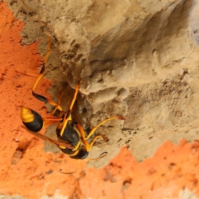 Sceliphron laetum (Common mud dauber wasp) at Wodonga, VIC - 6 Jan 2021 by KylieWaldon
