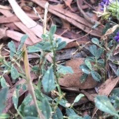 Medicago sativa at Phillip, ACT - 7 Jan 2021