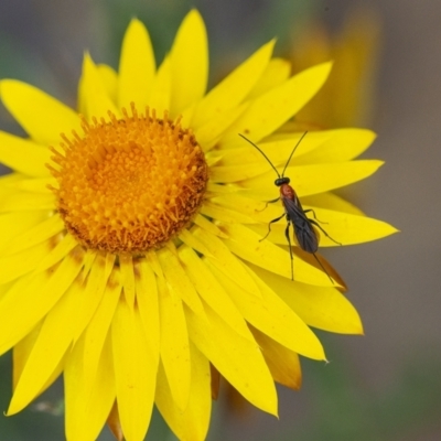 Ichneumonidae (family) (Unidentified ichneumon wasp) at Acton, ACT - 6 Jan 2021 by WHall