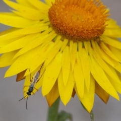 Ichneumonidae (family) at Acton, ACT - 6 Jan 2021