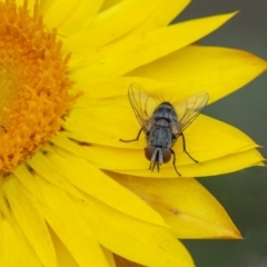 Tachinidae (family) (Unidentified Bristle fly) at Acton, ACT - 6 Jan 2021 by WHall